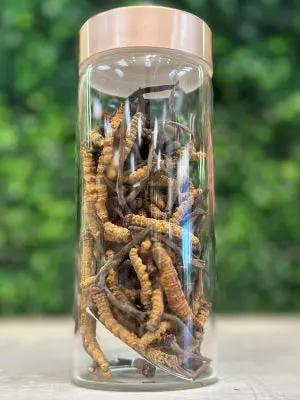 Đông Trùng Hạ Thảo (Cordyceps) - BHUTAN Grade-A 20gr.