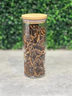 Đông Trùng Hạ Thảo (Cordyceps) - BHUTAN Grade-B Nắp Gỗ 30gr