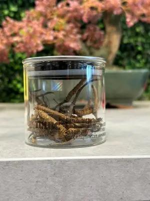 Đông Trùng Hạ Thảo (Cordyceps) - BHUTAN Grade-B 5gr. ROYAL GOV. OF BHUTAN
