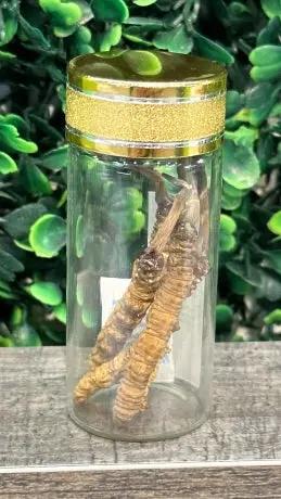 Đông Trùng Hạ Thảo (Cordyceps) - BHUTAN SUPER GRADE 2gr. ROYAL GOV. OF BHUTAN