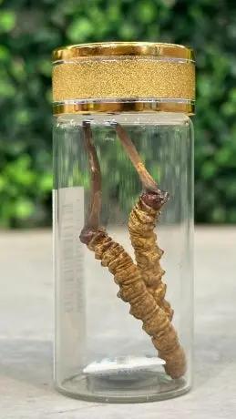 Đông Trùng Hạ Thảo (Cordyceps) - BHUTAN SUPER GRADE 1gr.