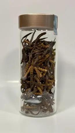 Đông Trùng Hạ Thảo (Cordyceps) - BHUTAN Grade-B 20gr.