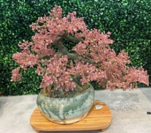 #22. Cây Bonsai Bằng Đá - Gemtree (Size Medium, Bông Đá Màu Hồng)