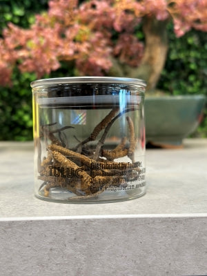 Đông Trùng Hạ Thảo (Cordyceps) - BHUTAN Grade-B 5gr.